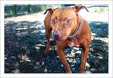 A Michael Vick Pitbull