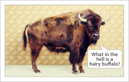 Hairy Buffalo