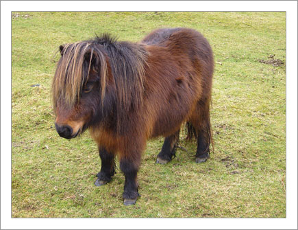 Midget Pony