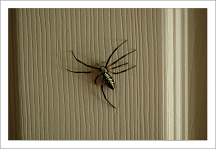 Big Effing Spider